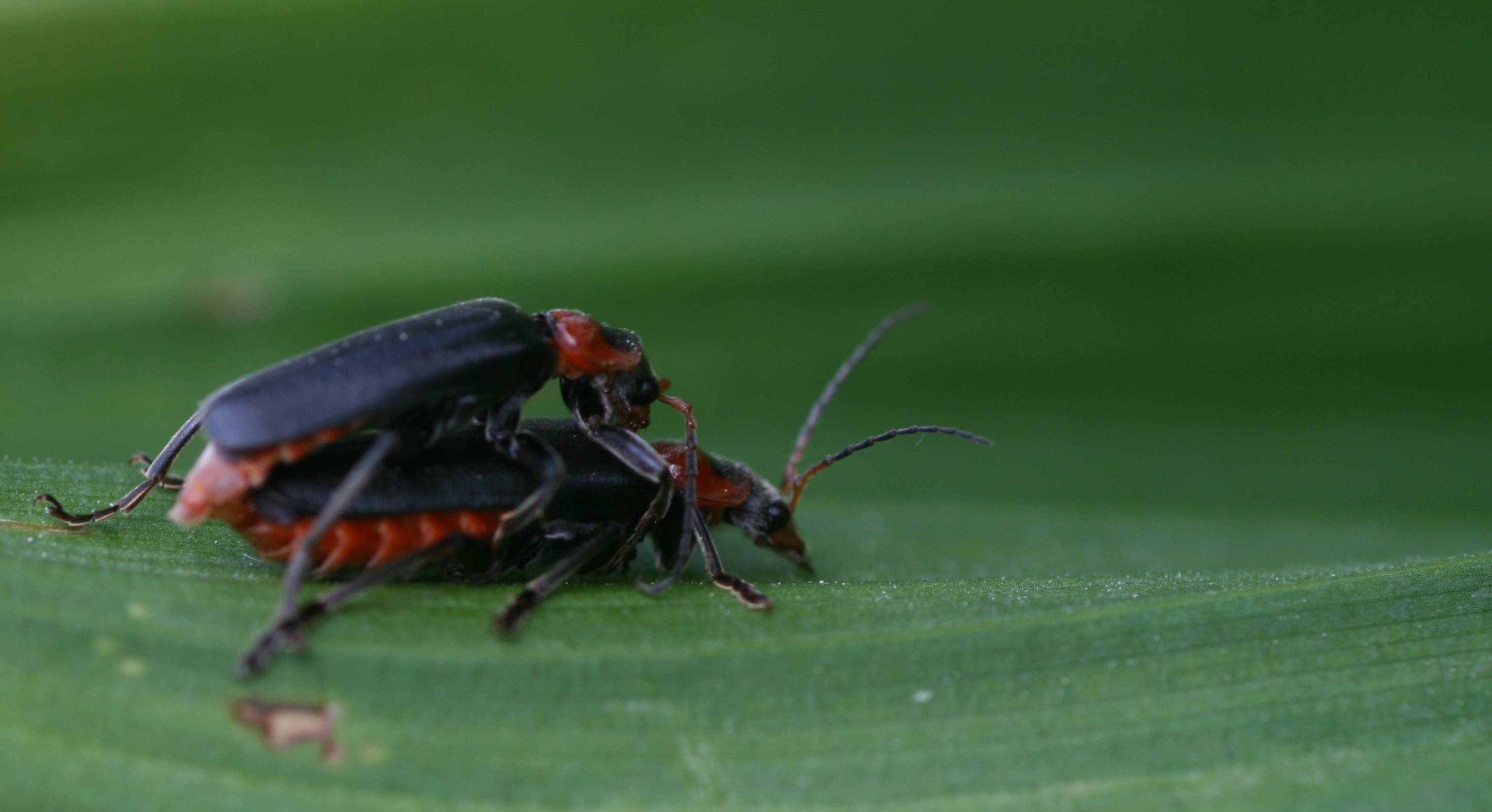 Identificazioni